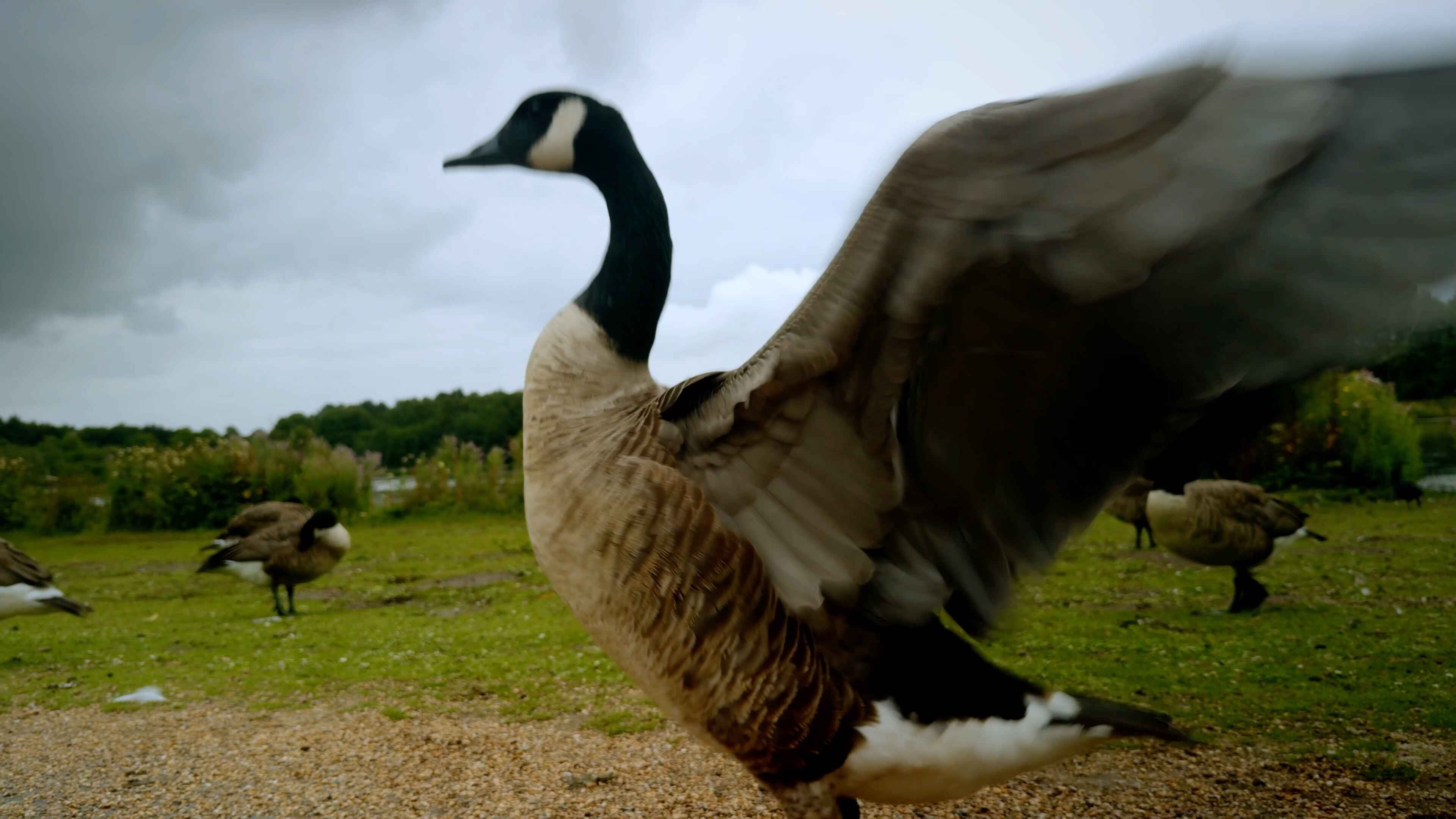 A mallard spreading its wings with several others walking around in the backdrop