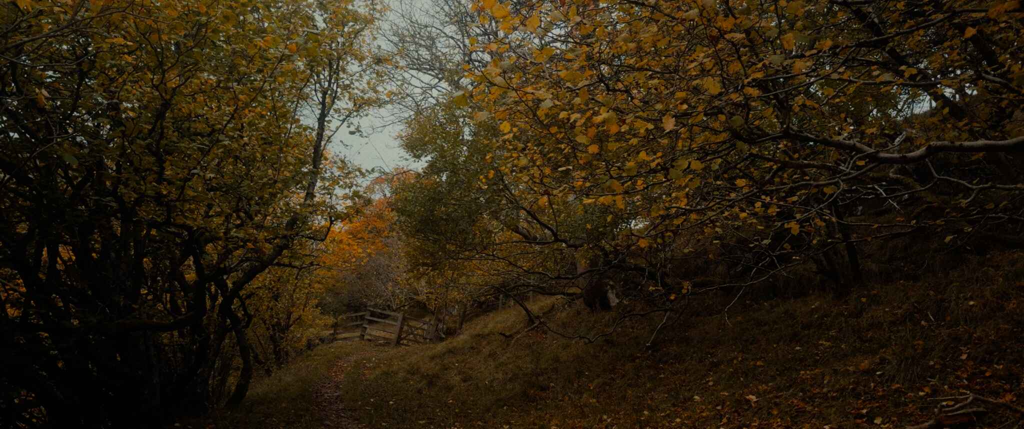 Green, orange and yellow-tinted tree leaves and foliage hugging a narrow forest pathway with a gate in the distance