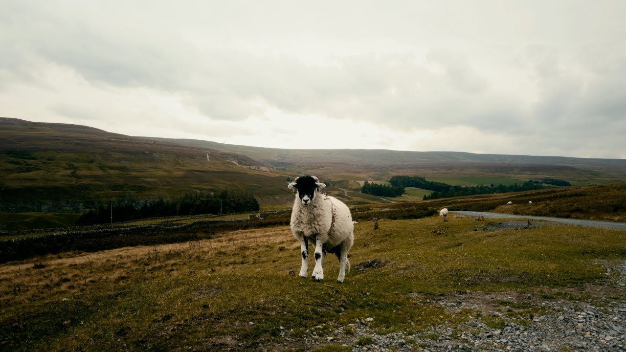 A ram staring forward with fields and a winding road in the backdrop